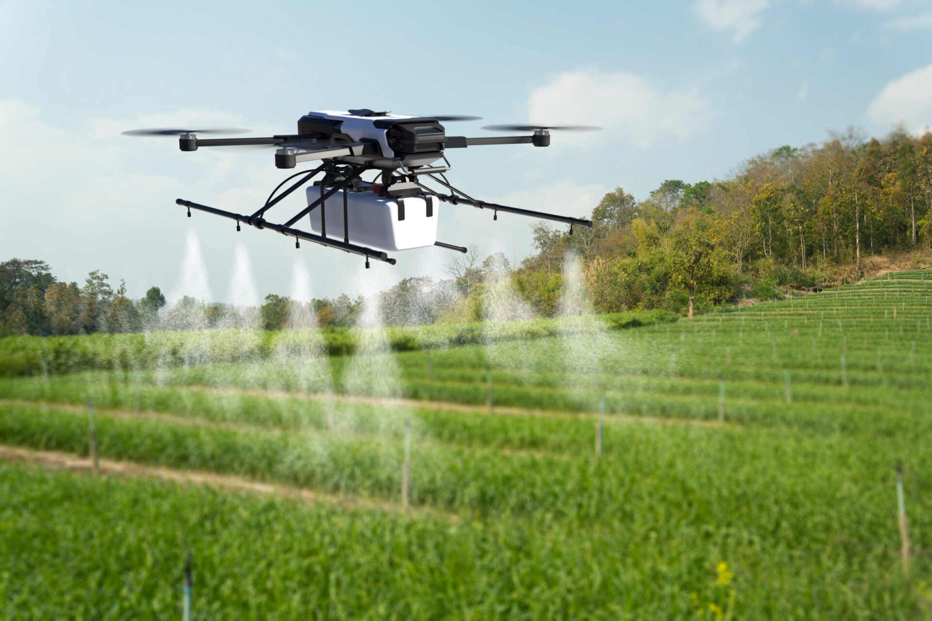 Drone spraying pesticide on wheat field.